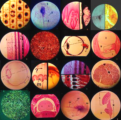 Biology Slides