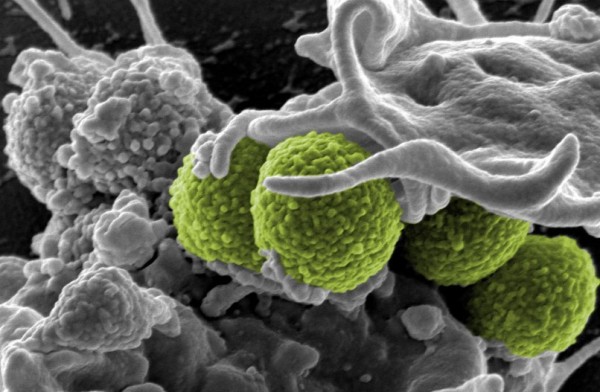 biowars streptococcus bacteria