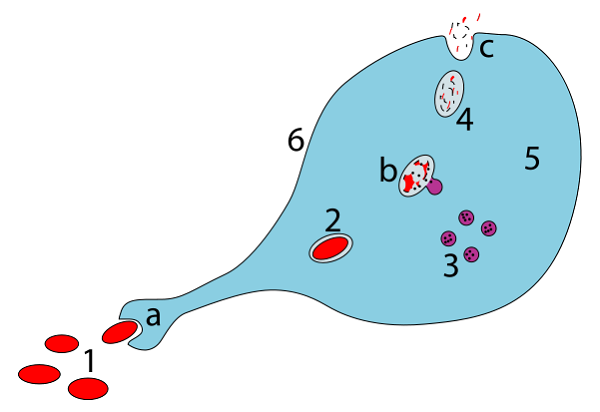 Macrophage function illustrated