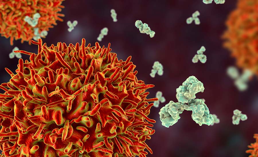 B-cells secret antibodies to protect our bodies from pathogenic infections.
