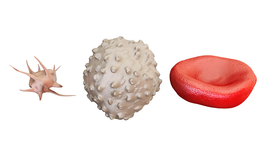 The three types of human blood cells – thrombocyte, leukocyte, and erythrocyte.