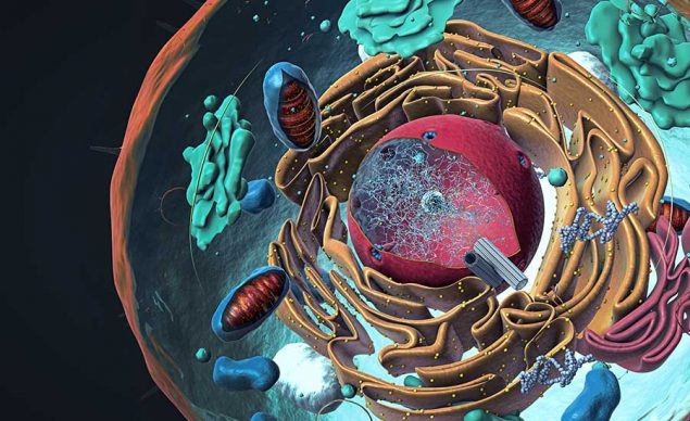 Eukaryotic cells contain the nucleus which serves as the control center of the cell. Featured image for functions of the nucleus article.