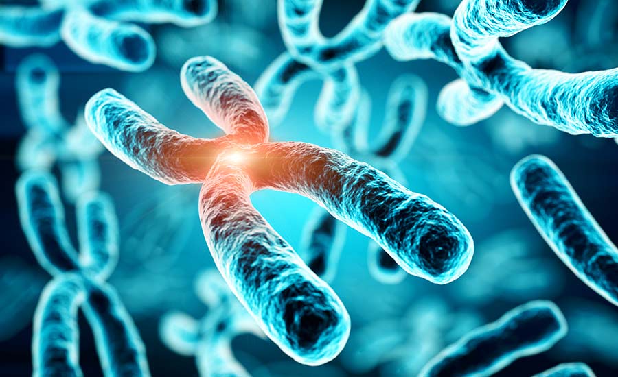 Gene mutations can occur if chromosomes are altered.