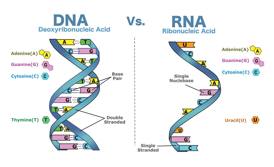 DNA and RNA bases. Image used in the “DNA vs. RNA — 5 Key Differences You Should Know” blog post.