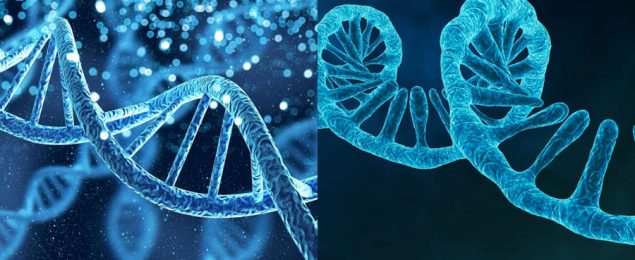 DNA vs. RNA comparison. Image used in the “DNA vs. RNA — 5 Key Differences You Should Know” blog post.