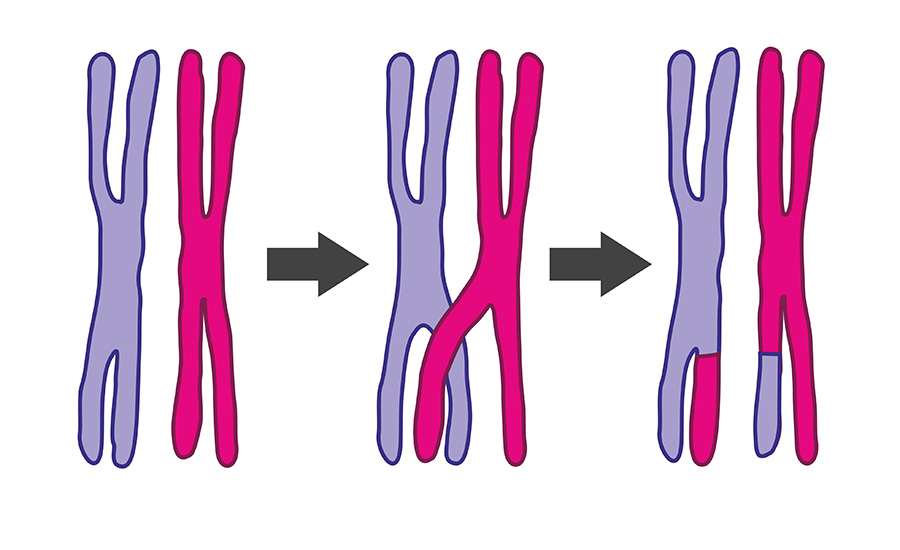 Illustration depicts how crossing over in cells works. Image used in the “Mitosis vs. Meiosis & How They Impact Life On Earth” blog post. ​