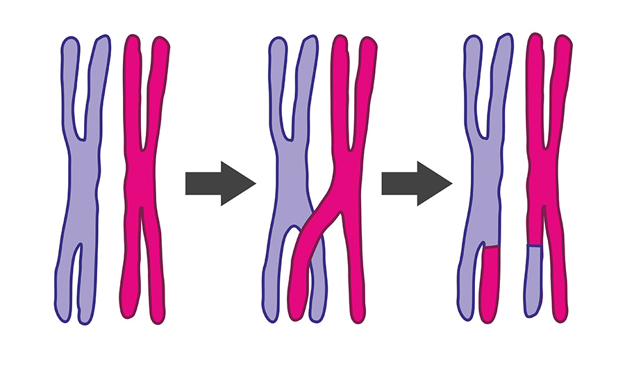 Illustration depicts how crossing over in cells works. Image used in the “Mitosis vs. Meiosis & How They Impact Life On Earth” blog post. 