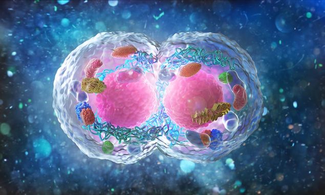 Mitosis and meiosis – cell division. Image used in the “Mitosis vs. Meiosis & How They Impact Life On Earth” blog post.