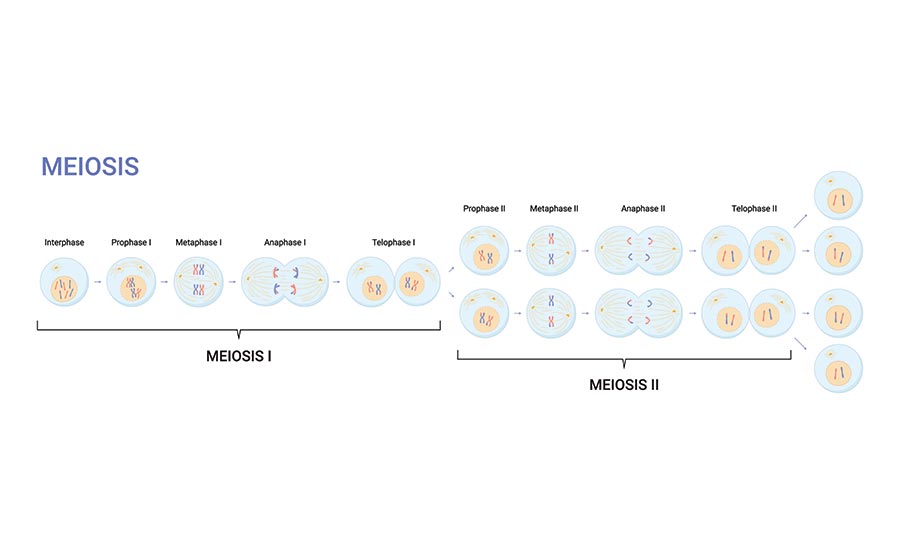 Illustration of the stages of meiosis. Image used in the “Mitosis vs. Meiosis & How They Impact Life On Earth” blog post.