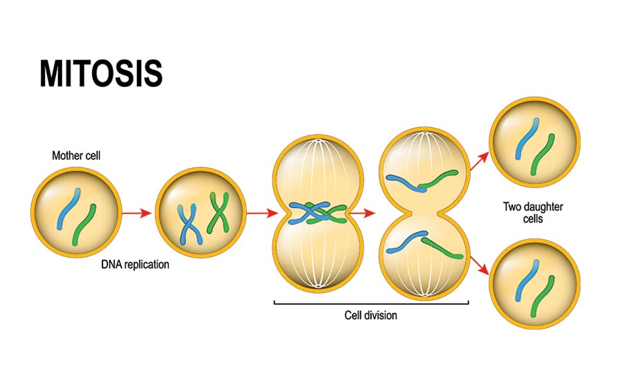 Illustration of the stages of mitosis. Image used in the “Mitosis vs. Meiosis & How They Impact Life On Earth” blog post.