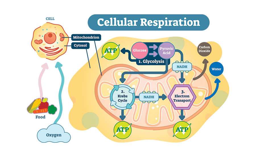 What Is Cellular Metabolism? Here's All You Need To Know