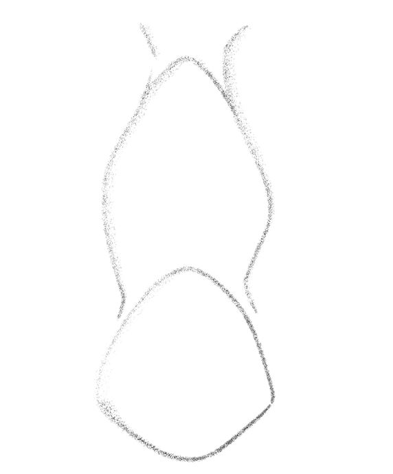 Illustration of the tip of the nose with the nasal dorsum from the front. 