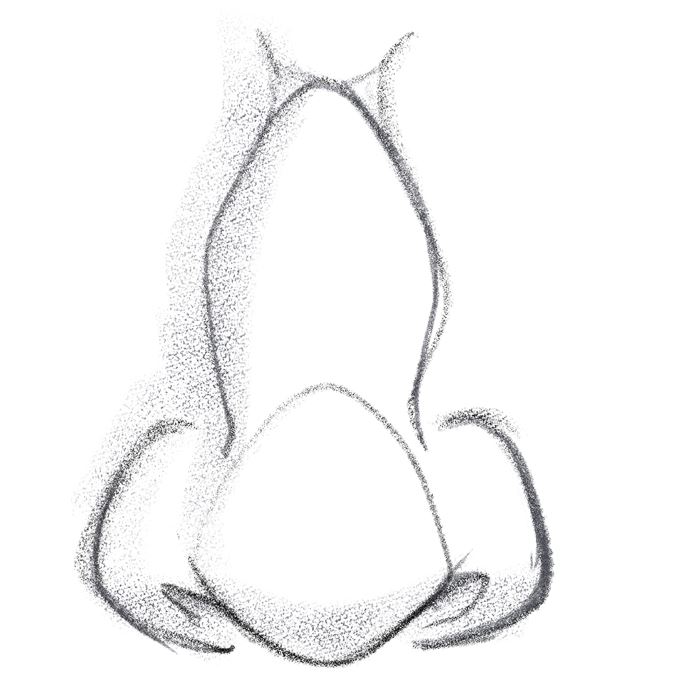 Completed illustration of the nose from the front.