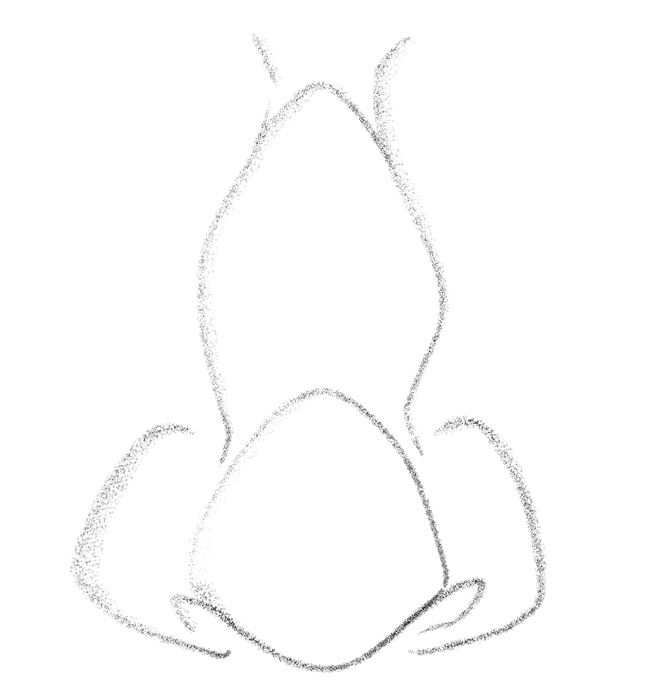 Illustration of the nostrils from the front.