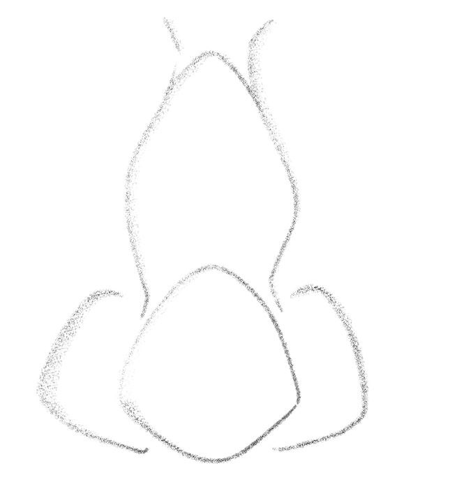 Illustration of the wings of the nose from the front. 