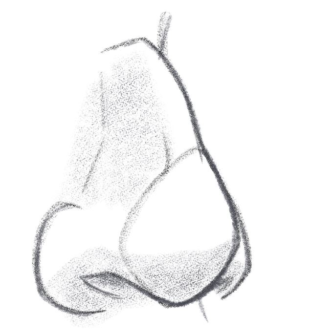 Finished illustration of the nose from the side. ​