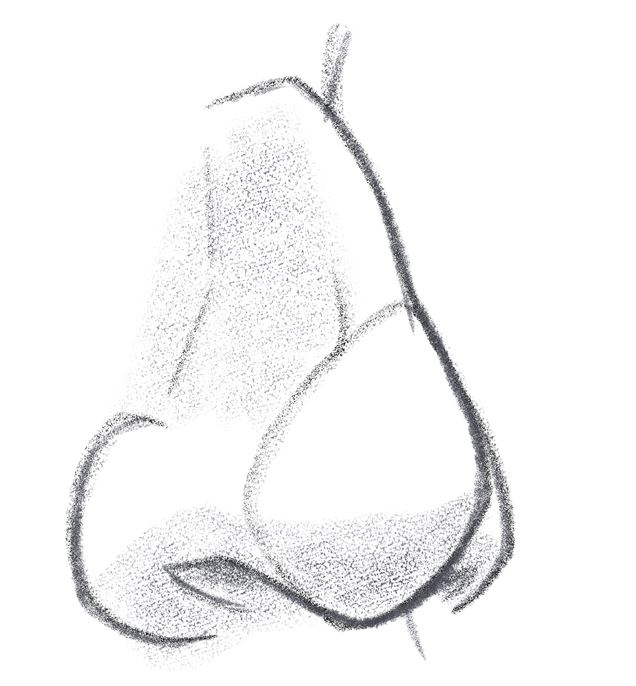 Finished illustration of the nose from the side. 
