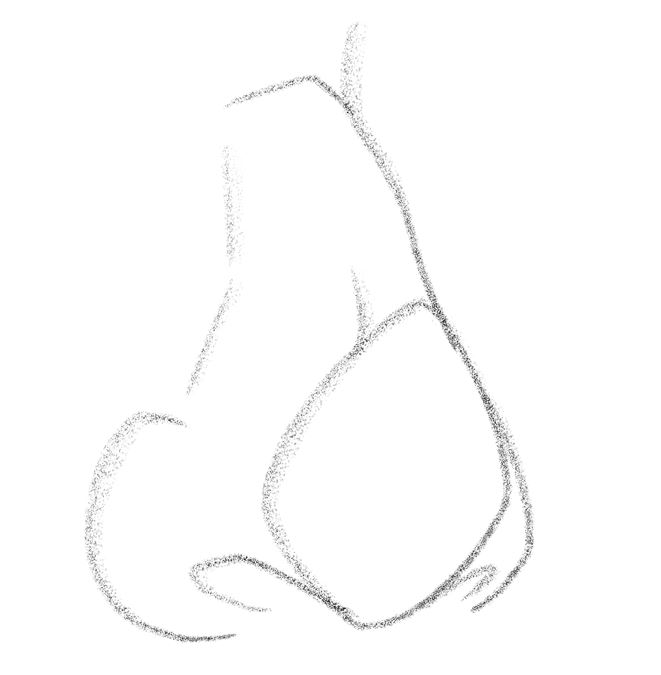 Illustration of the nostrils from the side. 
