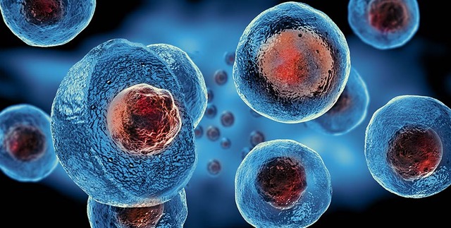 Stock image showing stem cells.