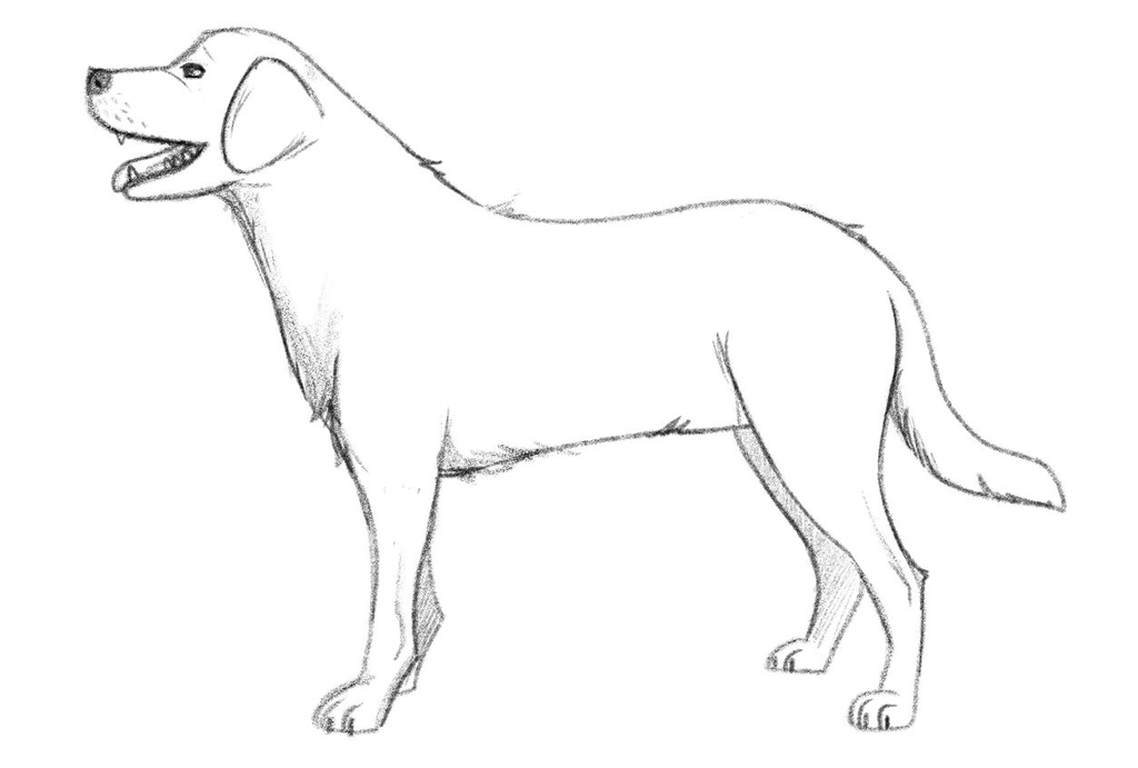 Finished illustration of a dog.​