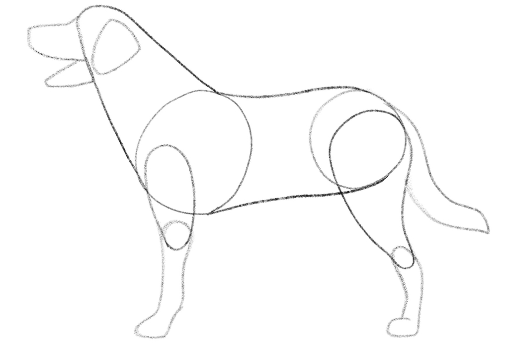 Illustration showing the outline of the dog torso, head, and neck with an ear added.