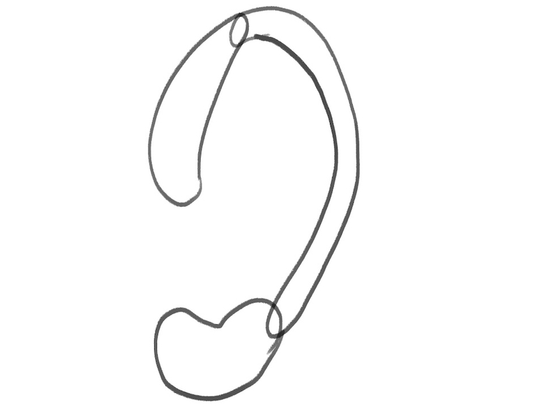 Illustration showing the earlobe attached to the helix.