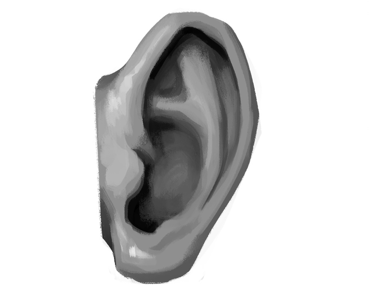 Final illustration showing the shaded ear drawing.