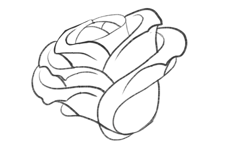 The nearly-finished rose illustration with several layers of petals. 