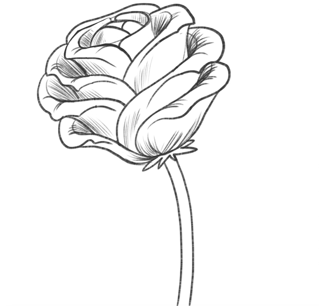 The shaded petals add structure to the rose sketch.