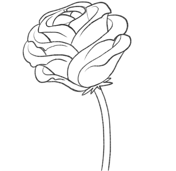 The sketch of a rose with the stem in place. 