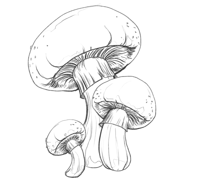 Mushroom sketches with details added to the caps.