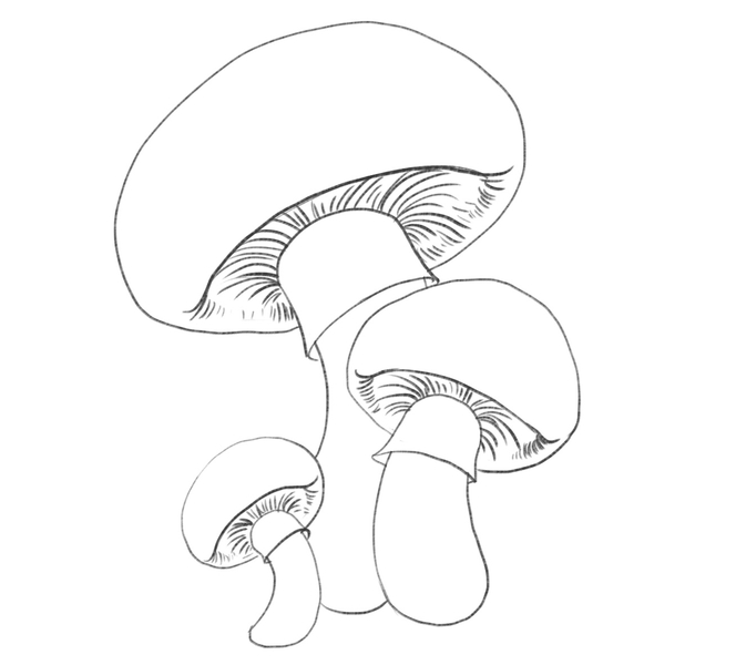 Mushrooms with gills added to the underside.