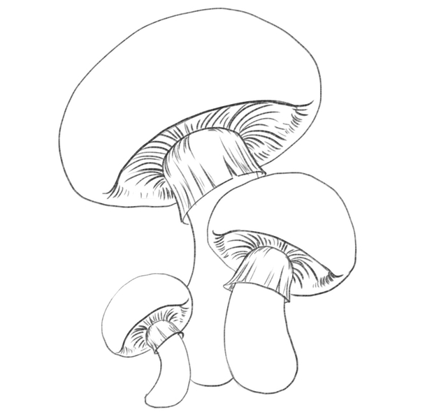 Mushrooms with short lines added to the rings to highlight its fiber-y texture. 