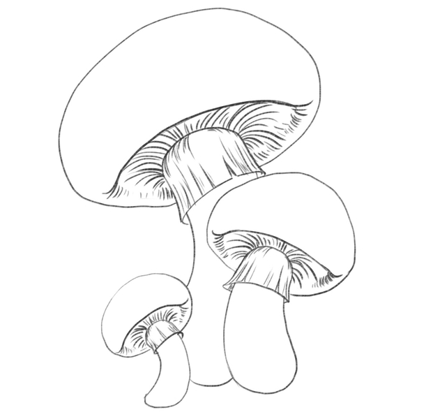 Mushrooms with short lines added to the rings to highlight its fiber-y texture.