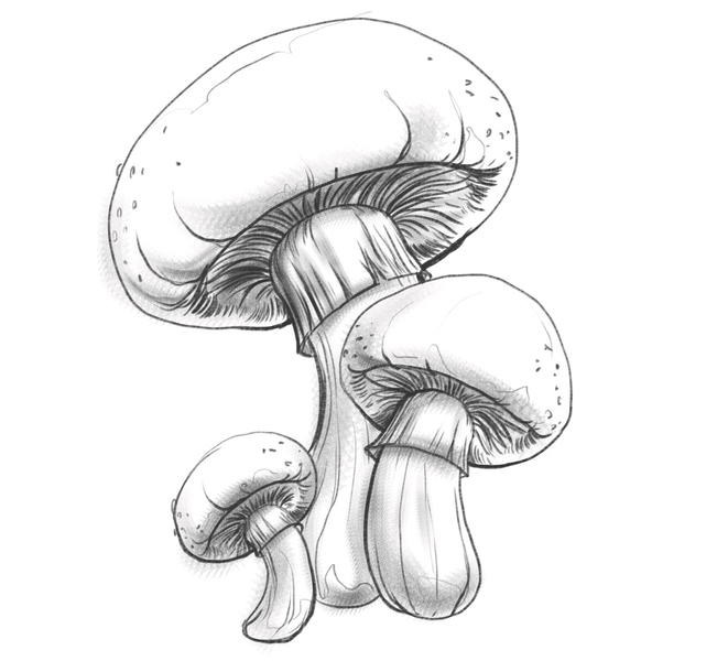 Shaded sketch of three mushrooms. 
