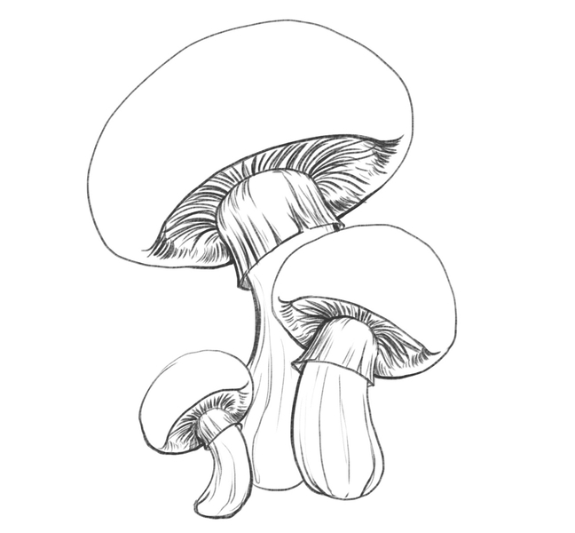 Mushroom sketches with dark gills and lines added to the stems. 