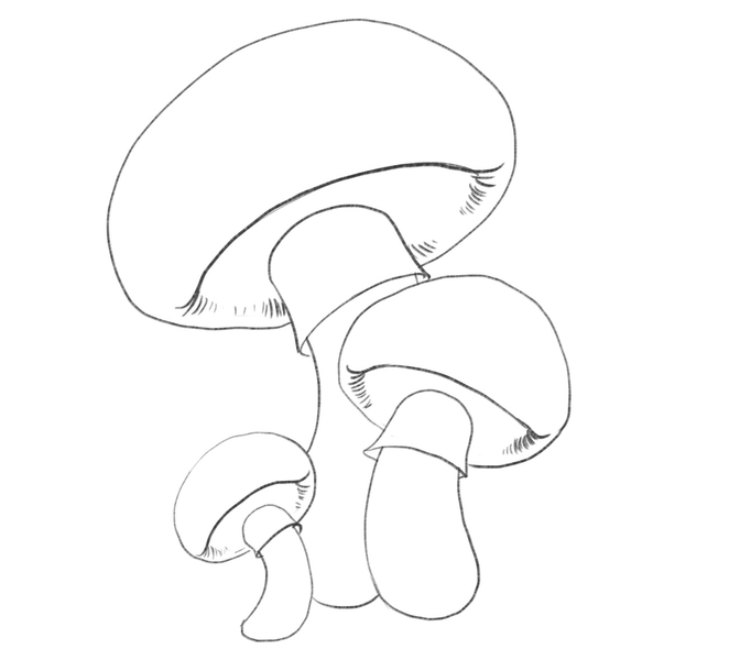 Mushrooms with a bit of detail added along the underside of every mushroom.