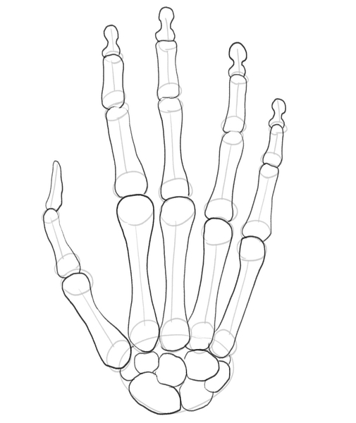 The outline of carpal bones is completed. ​