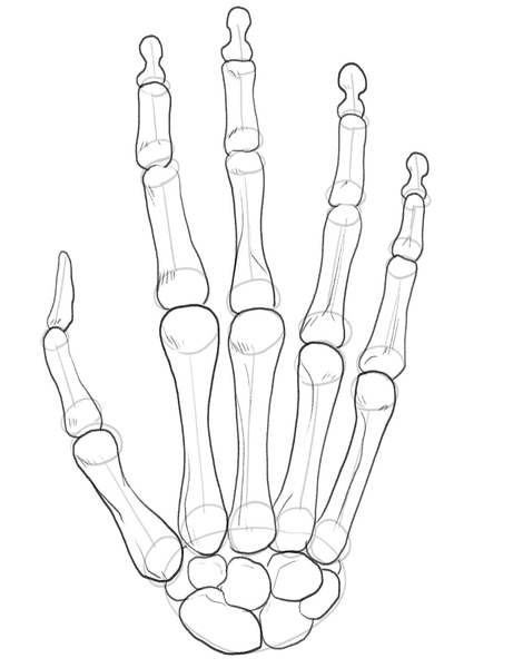 The outline of the skeleton hand with details that add dimension to the sketch. ​