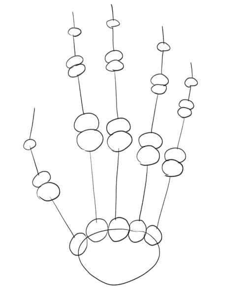 The distal phalanges are added to the skeleton hand drawing.