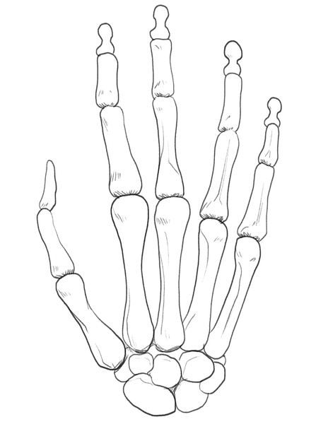 The skeleton hand drawing with unnecessary lines erased. ​