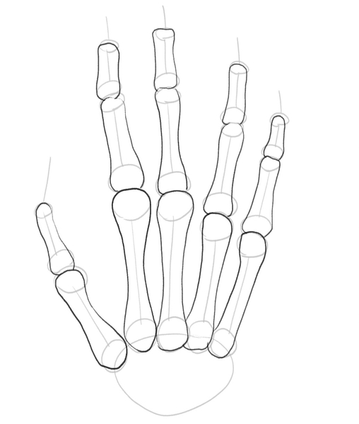 Middle phalanges are outlined. 
