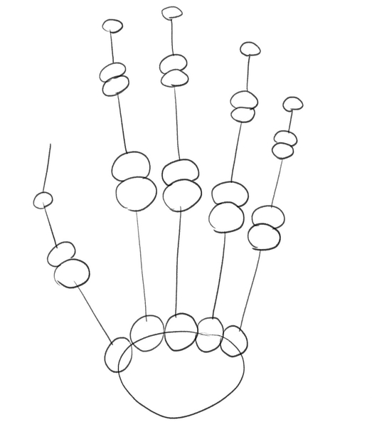 The outline of middle phalanges is completed.