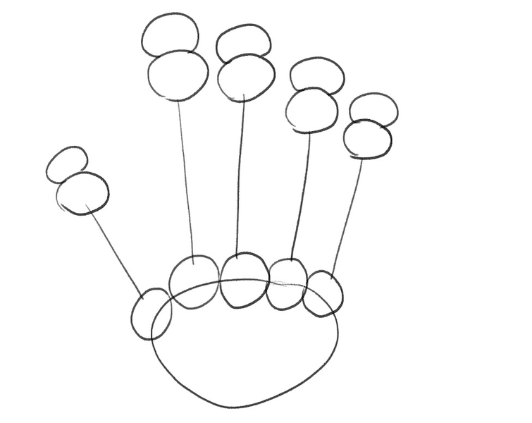 The bottom part of proximal phalanges is glued to the top of metacarpal bones.