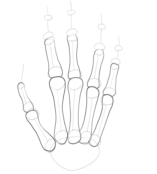 Proximal bones are now outlined. 