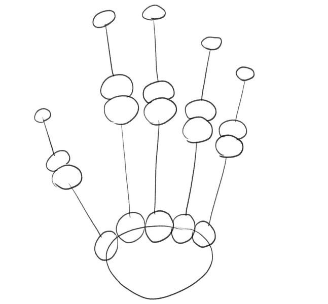 The completed outline of proximal phalanges.