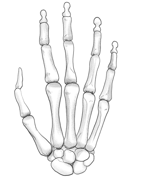 The finished skeleton hand drawing. ​