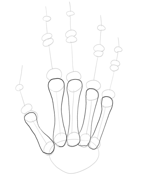 The outline of metacarpal bones is completed. 