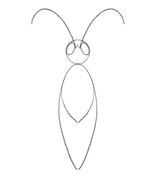 The butterfly’s antennae are placed on its head. 