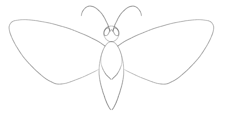 The butterfly’s forewings touch the upper and lower part of its upper body.